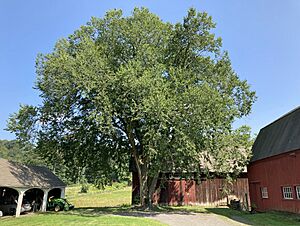 American Elm at the Hill-Stead Museum, Farmington, CT - August 2021