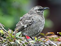 Long-tailed Mockingbird RWD1
