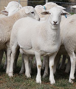 Australian White lambs aged 14 weeks