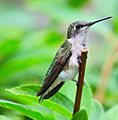 Female Ruby-Throated Hummingbird perched in Hudson, Ohio