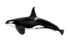Orca graphic.png
