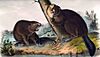 Audubon-castor 1854-RZ.jpg