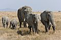 Serengeti Elefantenherde1