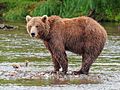 Kamchatka Brown Bear near Dvuhyurtochnoe on 2015-07-23.jpg