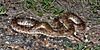 Texas glossy snake (Arizona elegans arenicola), Colorado County, Texas