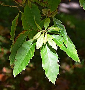 Quercus xalapensis 04.jpg