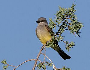 Western kingbird