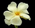 Nerium Oleander (yellow, unusual--may be Sue Hawley Oakes)