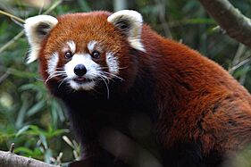 Red Panda - Nashville Zoo