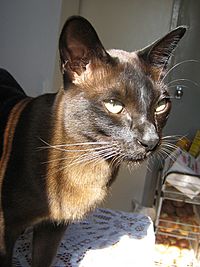 Brown Burmese Cat Headshot
