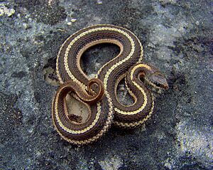 Lined Snake (Tropidoclodion lineatum) (8710343713).jpg