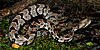 Timber rattlesnake (Crotalus horridus), Colorado County, Texas