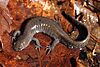 A brown salamander resting on leaves