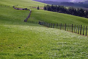 A231, Northland, New Zealand, fence on sheep farm, 2007