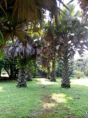 African Pan Palm, Limbe