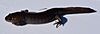 A completely black salamander