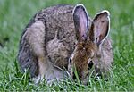 Photo of the Week - Snowshoe hare (ME) (5840474808).jpg
