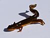 A black spottled salamander with a beige underside walks on a white surface