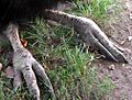 Southern cassowary feet
