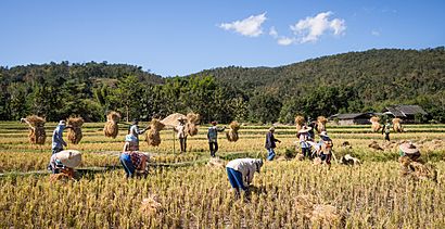 Rice farmers Mae Wang Chiang Mai Province