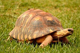 Radiated Tortoise (9163064469)