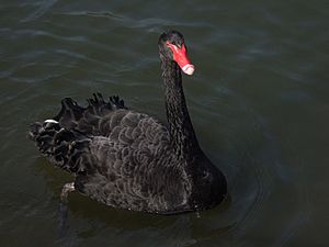 Black swan rdg