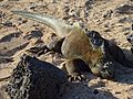 Iguana on the beach at the Charles Darwin Research Station photo by Alvaro Sevilla Design