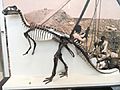 Camptosaurus nanum - AMNH - DSC06302