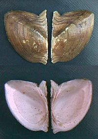 Paxydon syrmatophorus