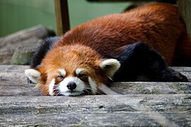 Red panda at Roger Williams Park Zoo