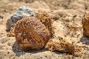 African Elephant Dung 2019-07-28