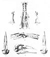 Fulica chathamensis 1 1896.jpg