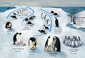 PENGUIN LIFECYCLE H
