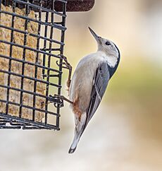 White-breasted nuthatch (31195)