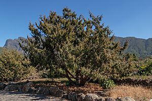Juniperus cedrus - Jardín Botánico del Centro de Visitantes - El Paso - La Palma.jpg