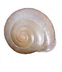 Bradybaena similaris shell