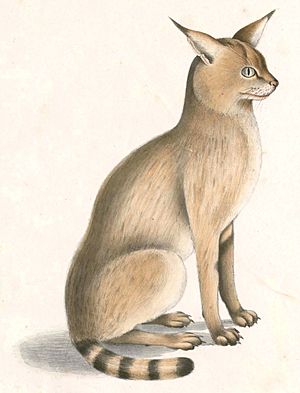Felis chaus affinis Hardwicke