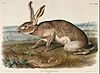 John Woodhouse Audubon - Texian Hare (Lepus Texianus) - Google Art Project.jpg