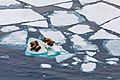 Walruses on ice floes