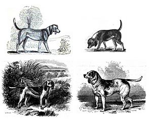 4-beagles