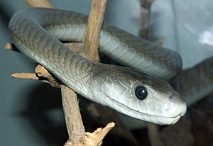 closeup of a grey snake with black eyes on a branch