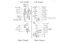Standard Bassoon Fingering Keys Diagram