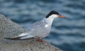 Common tern at Brooklyn Bridge Park (21040)