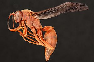 Red Paper Wasp (Vespidae, Polistes carolina (Linnaeus)) (35549913493) (cropped).jpg