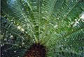 Cycad leaves semicircle