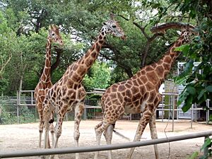 Giraffes (3564856675)