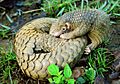 Philippine Pangolin Curled-up by Gregg Yan