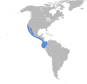 Oceanodroma microsoma map.svg