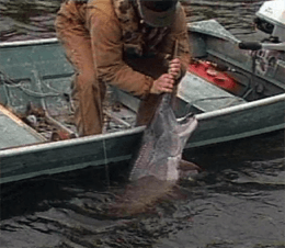 Angler has paddlefish by rostrum
