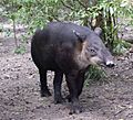 Central American Tapir-Belize20